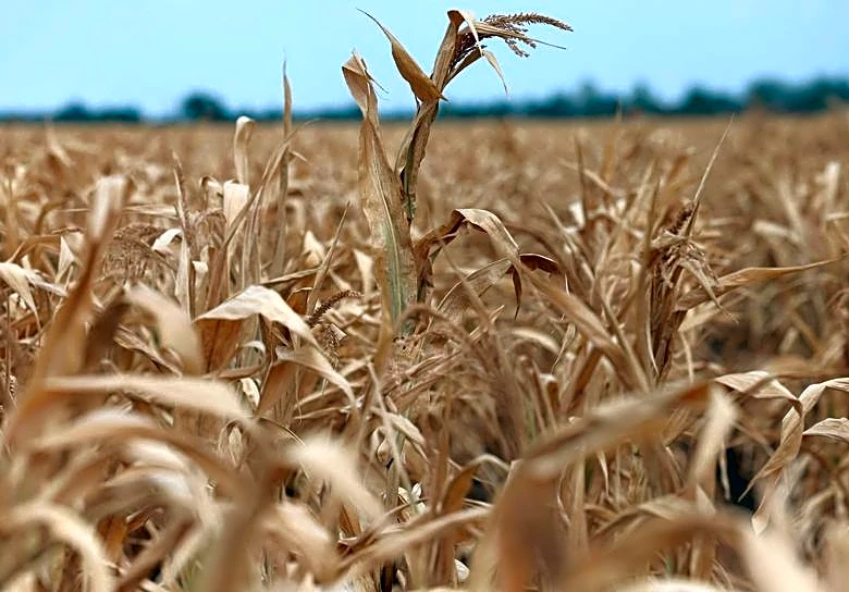 World food prices at highest since 2022 as supply risks mount, FAO says