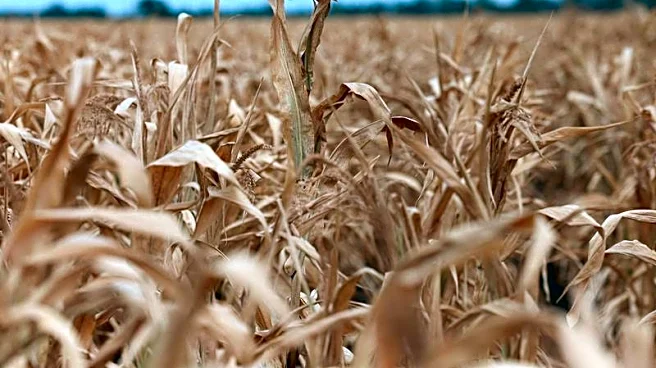 World food prices at highest since 2022 as supply risks mount, FAO says