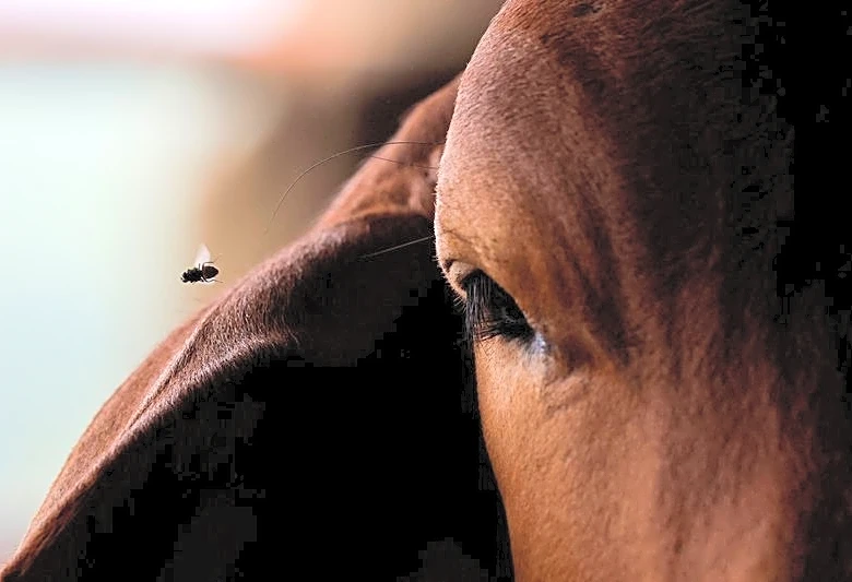 Horse smuggling exposes cracks in US defenses against screwworm