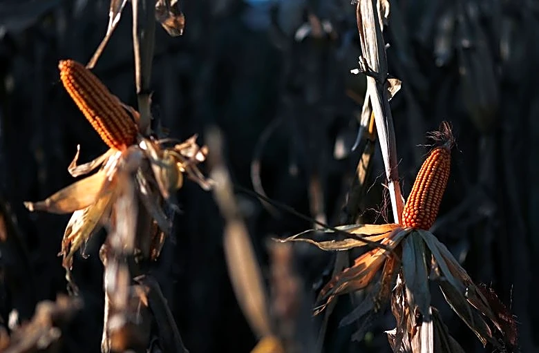 Argentina's corn exports set for record, as war in Ukraine, European heat wave reshape trade