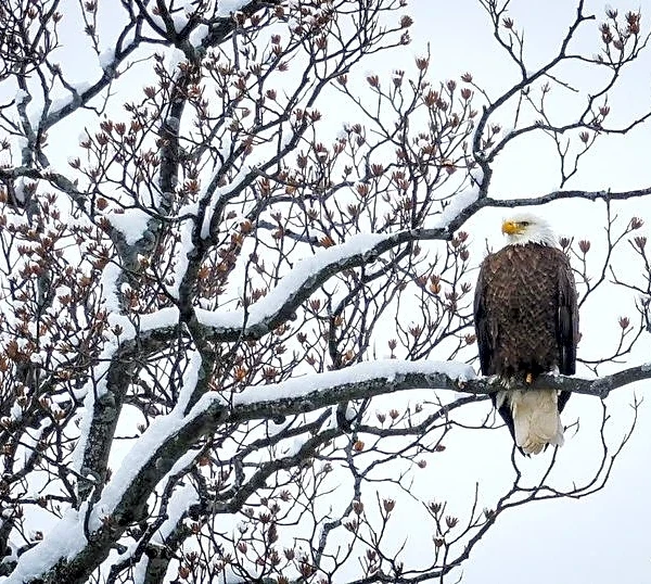 US states sue Trump administration for weakening endangered species protections