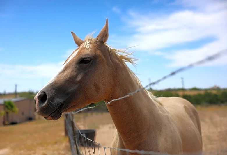 First US horse case of screwworm detected in Texas border county