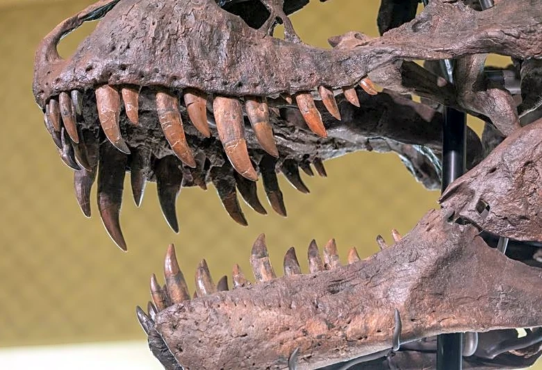 Tooth study shows T. rex was warmblooded, with human-like temperature