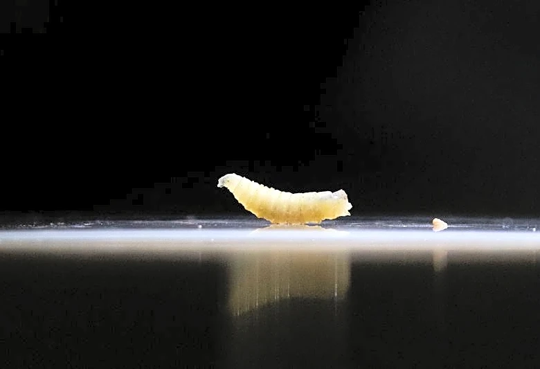 Screwworm infests US horse before port reopens to Mexican livestock