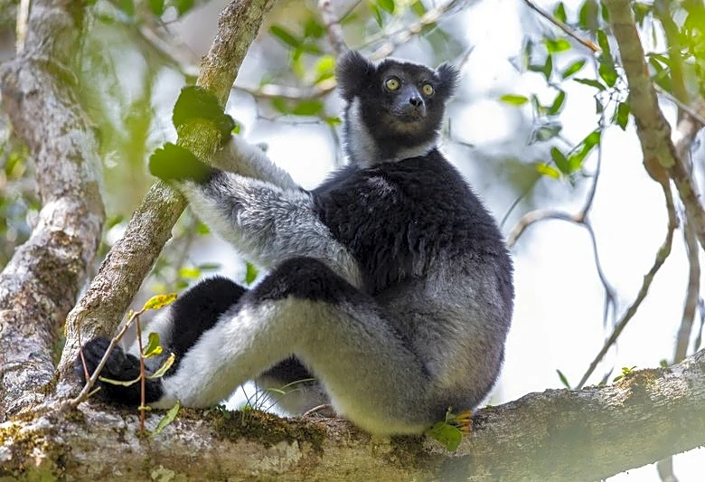 Singing lemurs may use a soprano-like trick to project songs