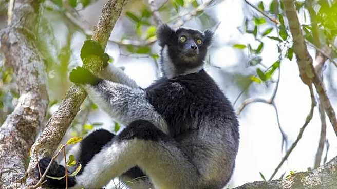 Singing lemurs may use a soprano-like trick to project songs