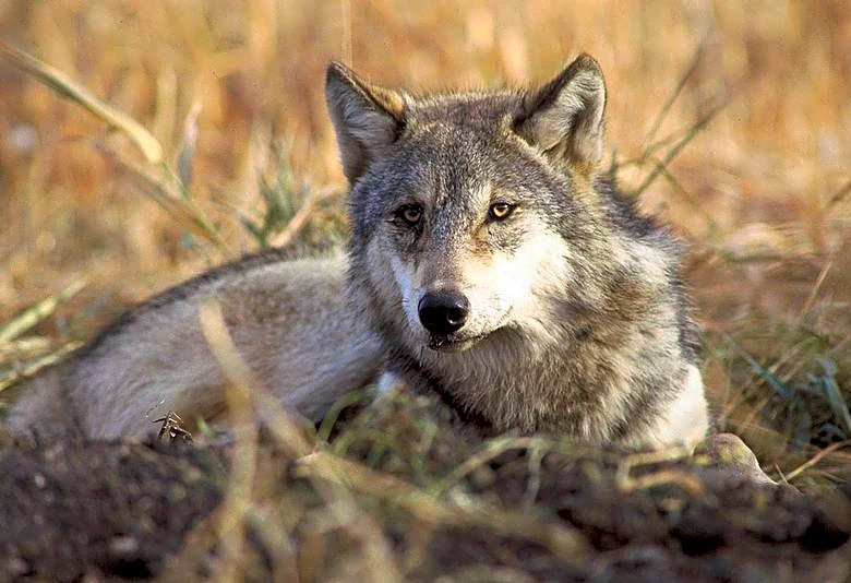 A timeline of Trump administration moves to weaken endangered species protections