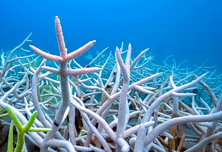 Countries still way behind on UN biodiversity targets, research shows