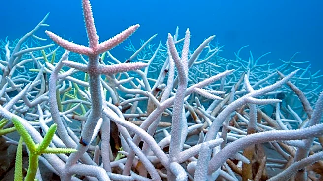 Countries still way behind on UN biodiversity targets, research shows