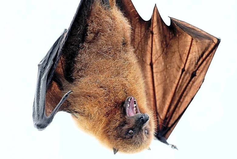Study reveals evolutionary history of bats, dating back 65 million years