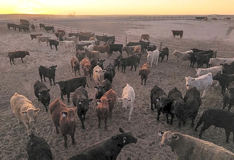 US immigration crackdown hits Kansas, disrupts beef processing