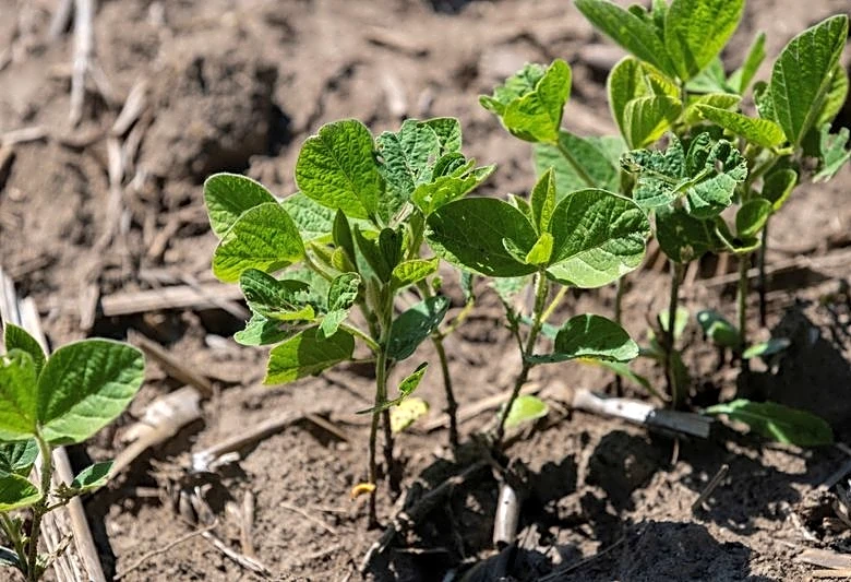 China says to cut tariffs on US farm goods, but soybeans excluded