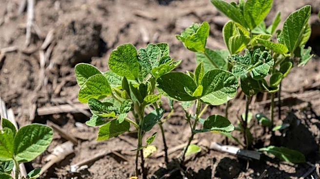 China to cut tariffs on US farm goods, but list excludes soybeans