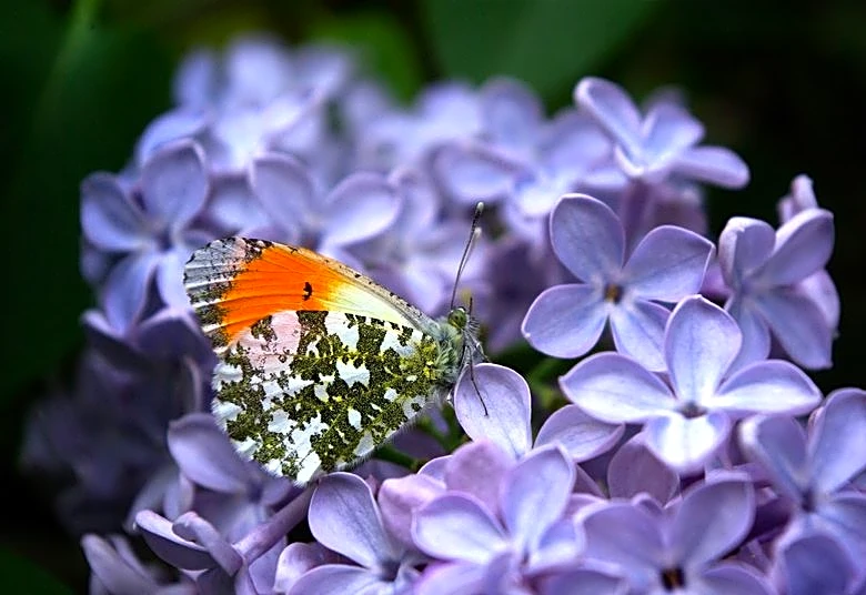 Butterfly wing patterns may trick predators with motion illusions