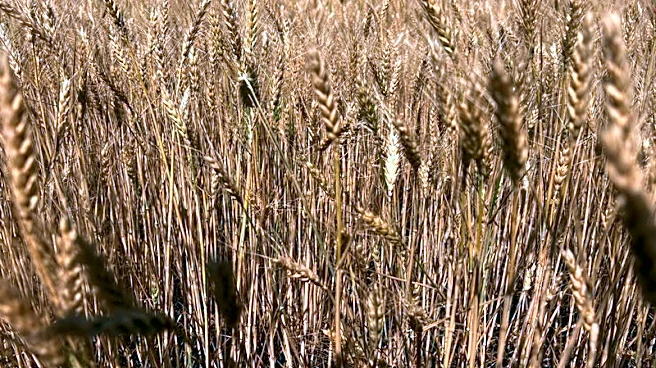 Exclusive-US farm debt is at a record. Official data might be undercounting it
