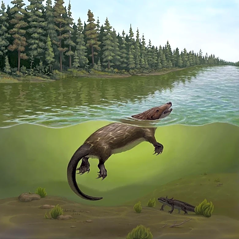 Otter-like critter swam lakes and rivers in the age of dinosaurs