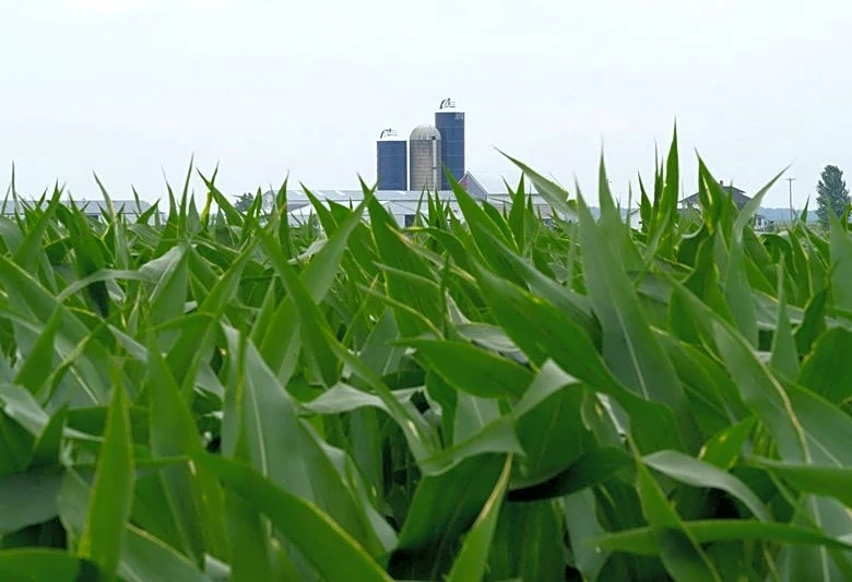 Bigger US corn stocks fuel doubts about USDA livestock feeding data
