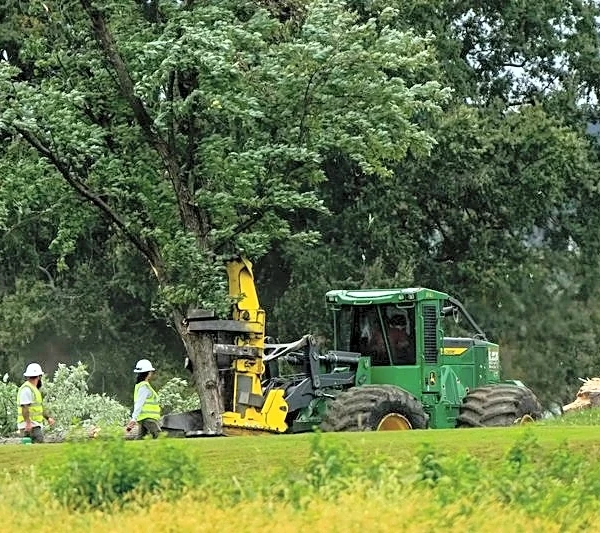 Judge blasts Trump's DOJ over 'inexcusable' tree removal at DC golf course