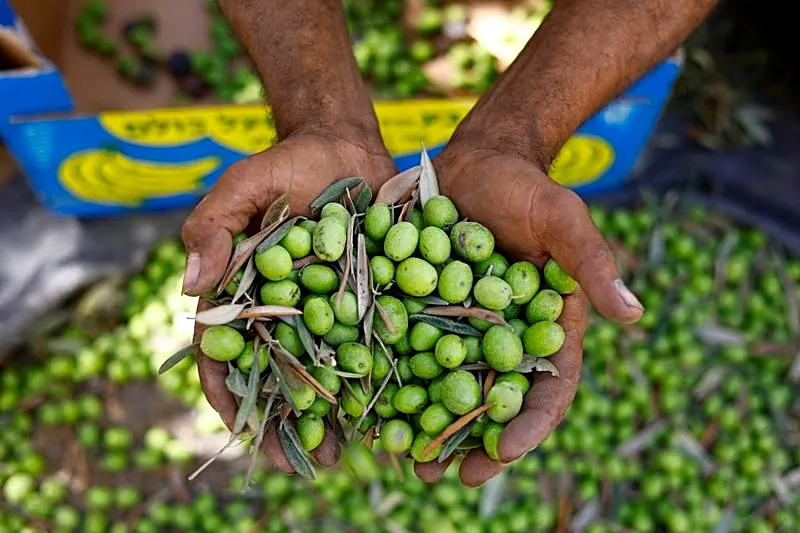 Gazans harvest dregs of olive groves bulldozed and cut off by Israel