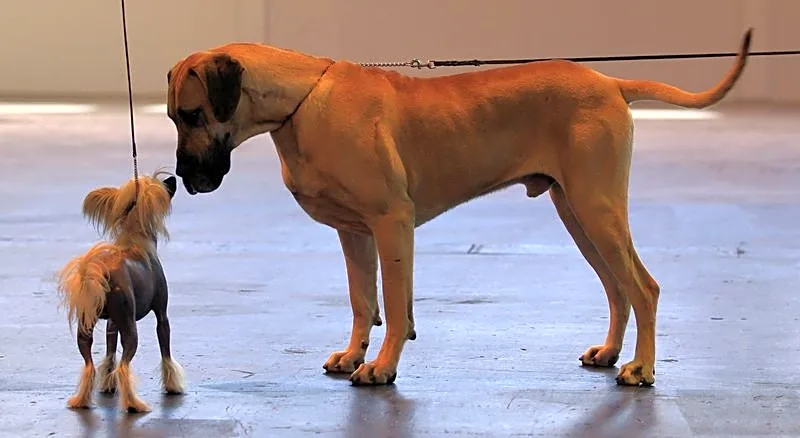 Large dogs age more quickly than small dogs at a molecular level