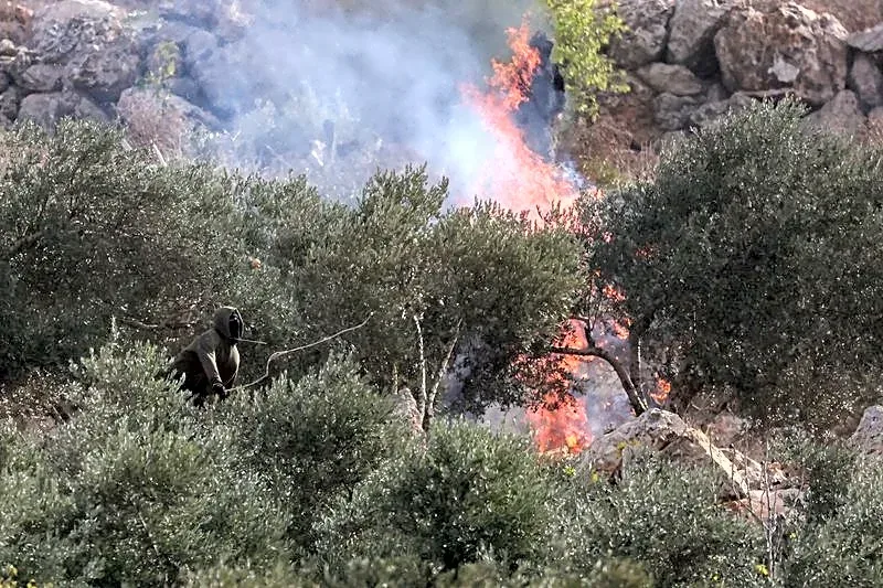 Israeli settlers burn olive trees, injure journalist in West Bank attack