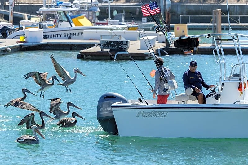 Exotic species appear off California thanks to an unusually strong El Niño