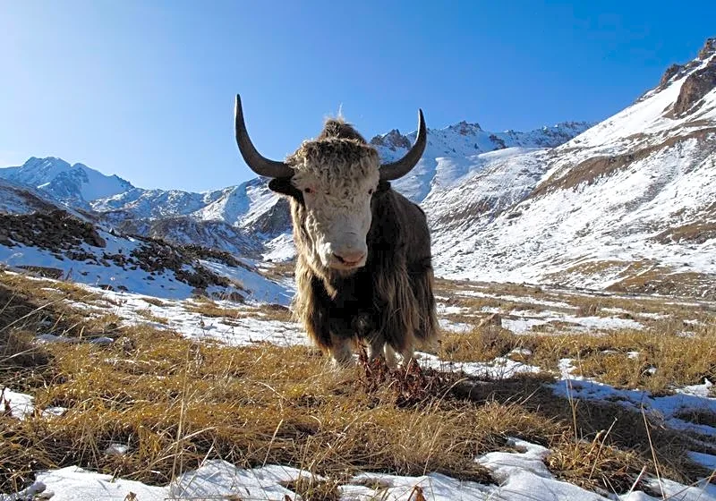 Famous Siberian cave yields remains of yak-like Ice Age mammal
