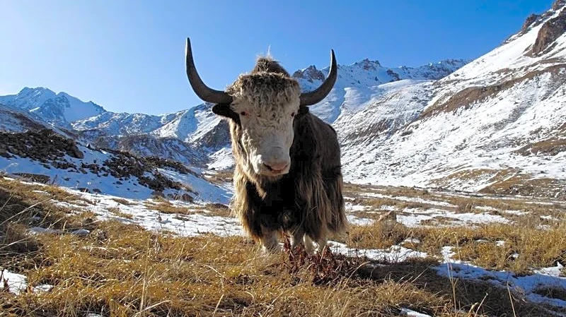 Famous Siberian cave yields remains of yak-like Ice Age mammal