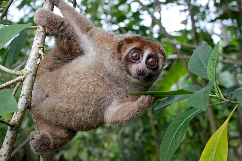 Feared extinct, Bangka slow loris primate rediscovered in Indonesia