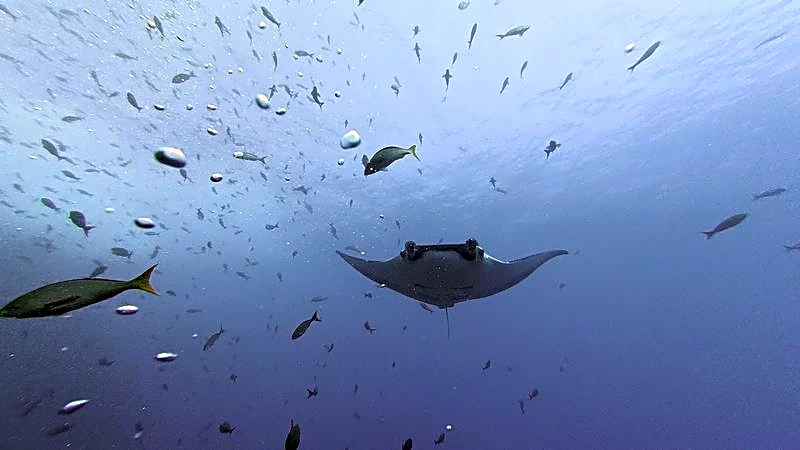 Young giant manta rays stay close to home while adults roam more widely