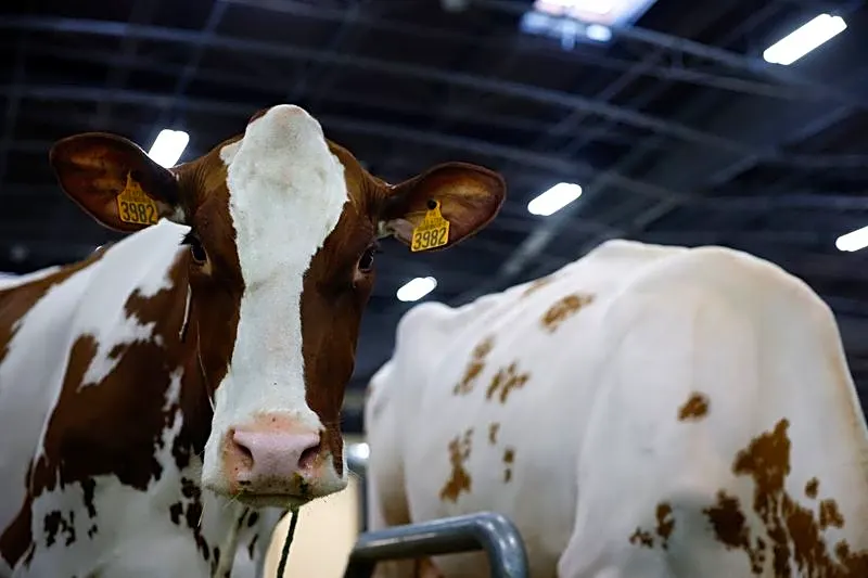 France reports first human case of livestock virus Shamonda after patient dies
