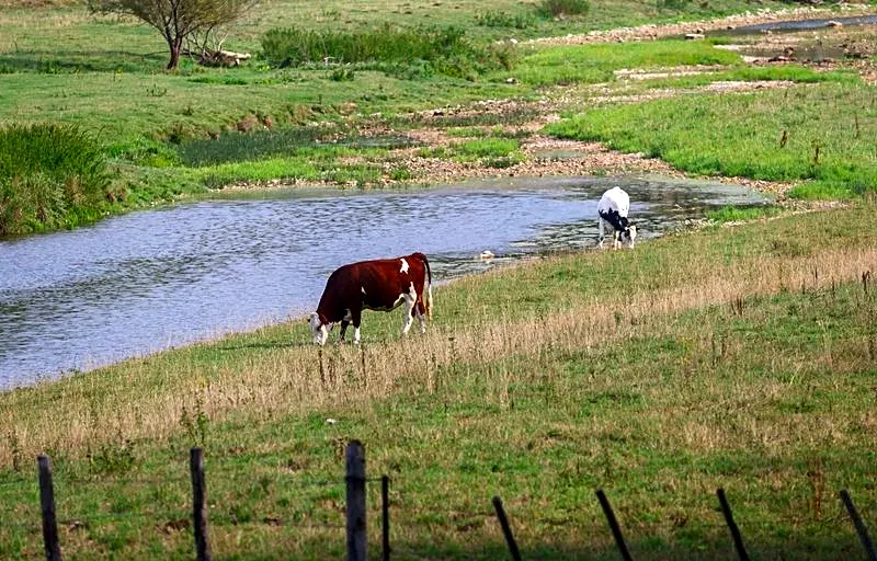 Explainer-What is Shamonda virus and what are the risks to humans and animals?