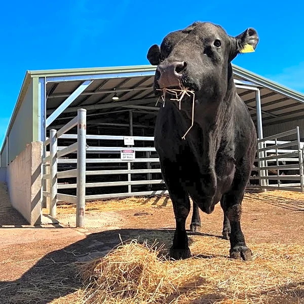 China is back in the bull semen market, but only the best will do