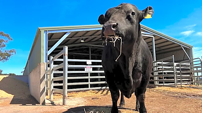 China is back in the bull semen market, but only the best will do