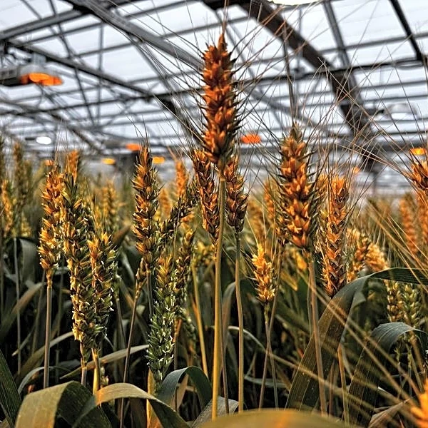 Exclusive-Syngenta IPO aims for valuation of at least $66 billion, sources say