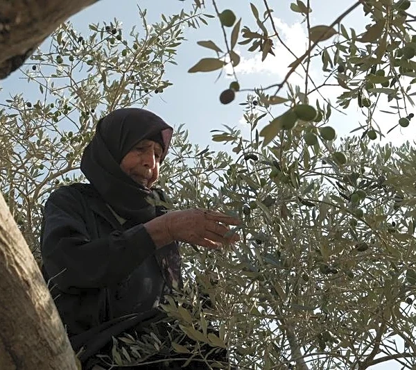 In Lebanese village near Israeli troops, farmers brave danger to harvest their olives