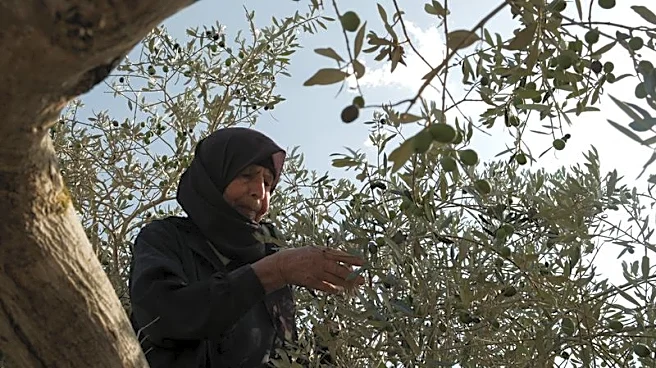In Lebanese village near Israeli troops, farmers brave danger to harvest their olives