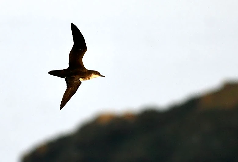 Long-distance flights can interfere with the internal clocks of seabirds