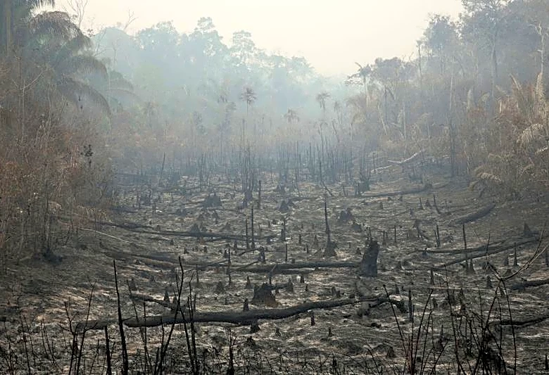 Countries reach COP17 deal to speed up biodiversity action, but money still short