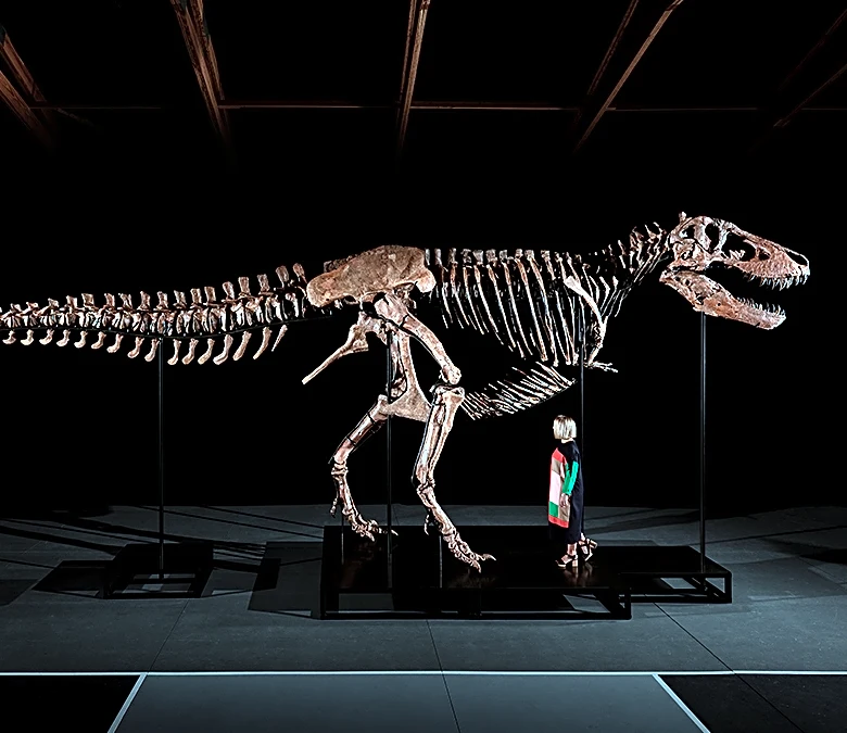 ‘Gus,’ One of the World’s Largest and Most Complete T. Rex Fossils, Could Fetch $30 Million at Auction