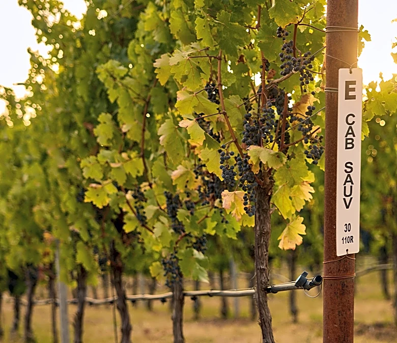 Why Winemakers Are Embracing Single-Clone Cabernet Sauvignons