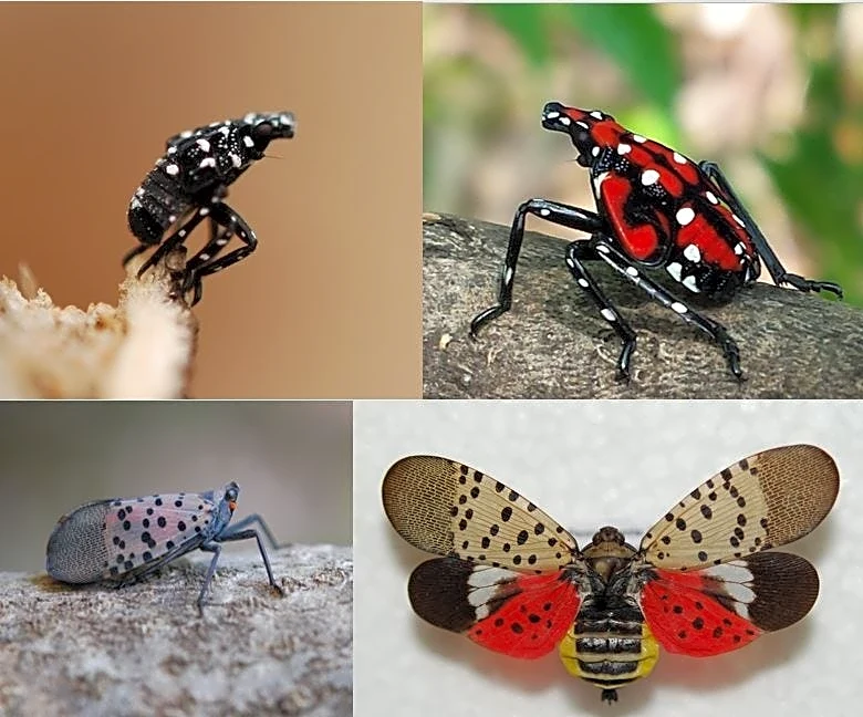 Spotted lanternflies in NY: Counties with confirmed infestations, sightings in 2026