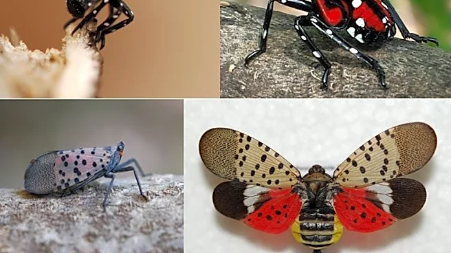 Spotted lanternflies in NY: Counties with confirmed infestations, sightings in 2026
