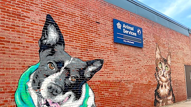 Monroe County leaders propose animal abuse registry