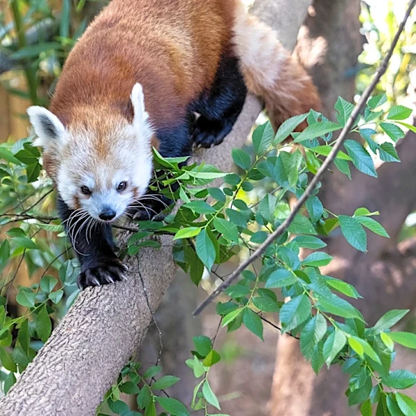 New female red panda arrives at Seneca Park Zoo