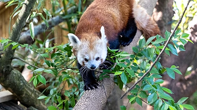 New female red panda arrives at Seneca Park Zoo