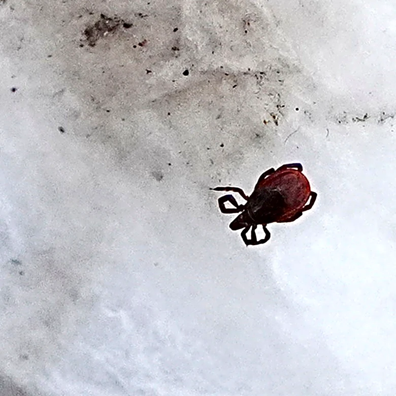 Tick-borne illnesses are surging in Ontario County. What residents should know