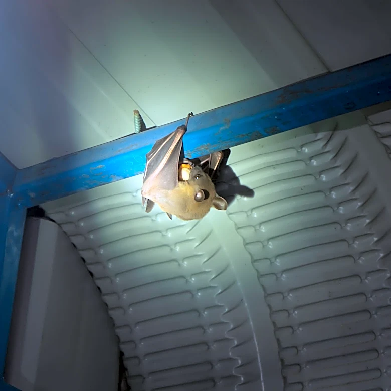 What to do if a bat gets in your house: Here's what experts say