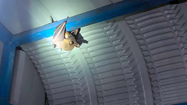 What to do if a bat gets in your house: Here's what experts say
