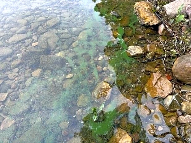 Conesus Lake under harmful algal bloom advisory
